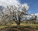 Orchard Blossom 24
